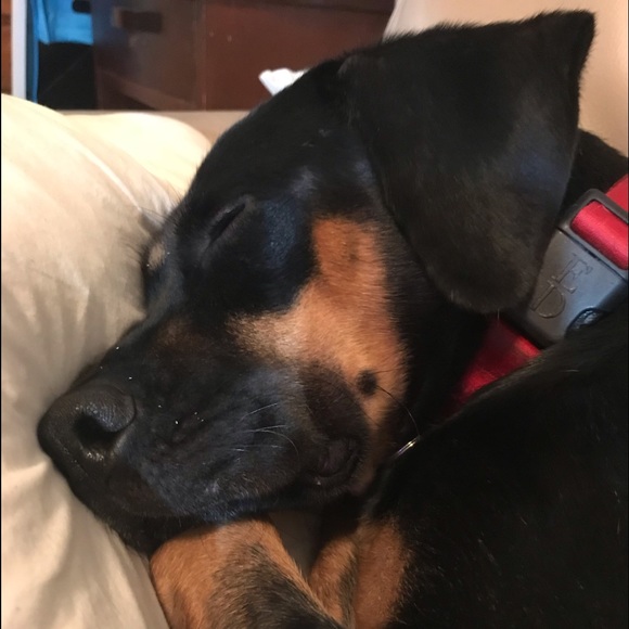 Allergy Alert! There’s a dog in this house! - Picture 8 of 8